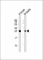 PLD6 Antibody (Center)